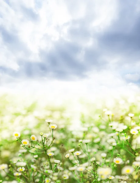 Spring flowers — Stock Photo, Image