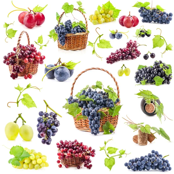 Collection of grapes — Stock Photo, Image