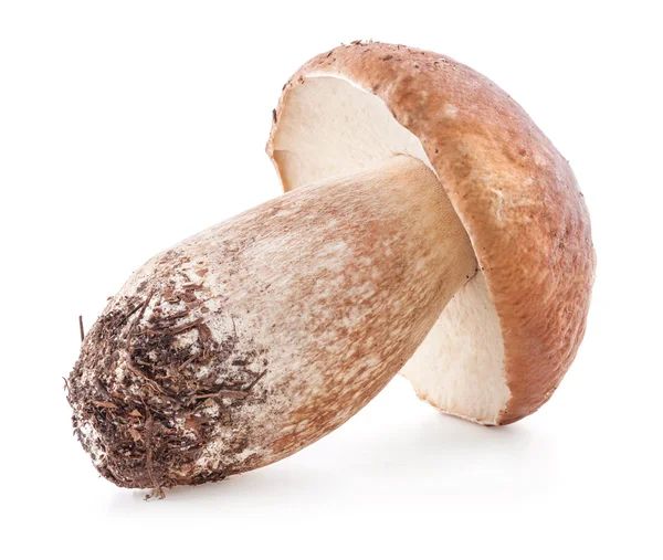 Boletus edulis Hřib — Stock fotografie