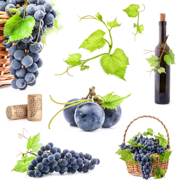 Collection of Dark grapes — Stockfoto