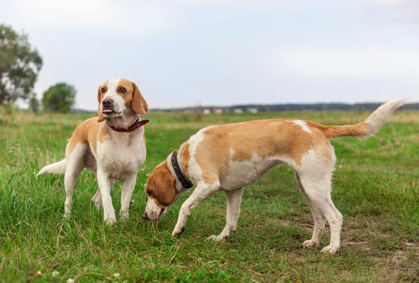 Hundar beagle på grön äng — Stockfoto
