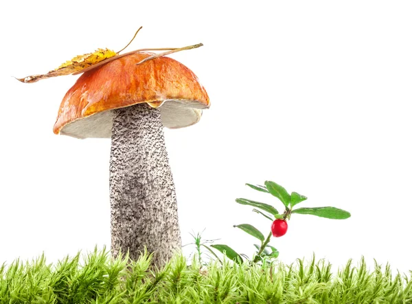 Orange-cap boletus — Stock Image Orange-cap boletus Stock Picture