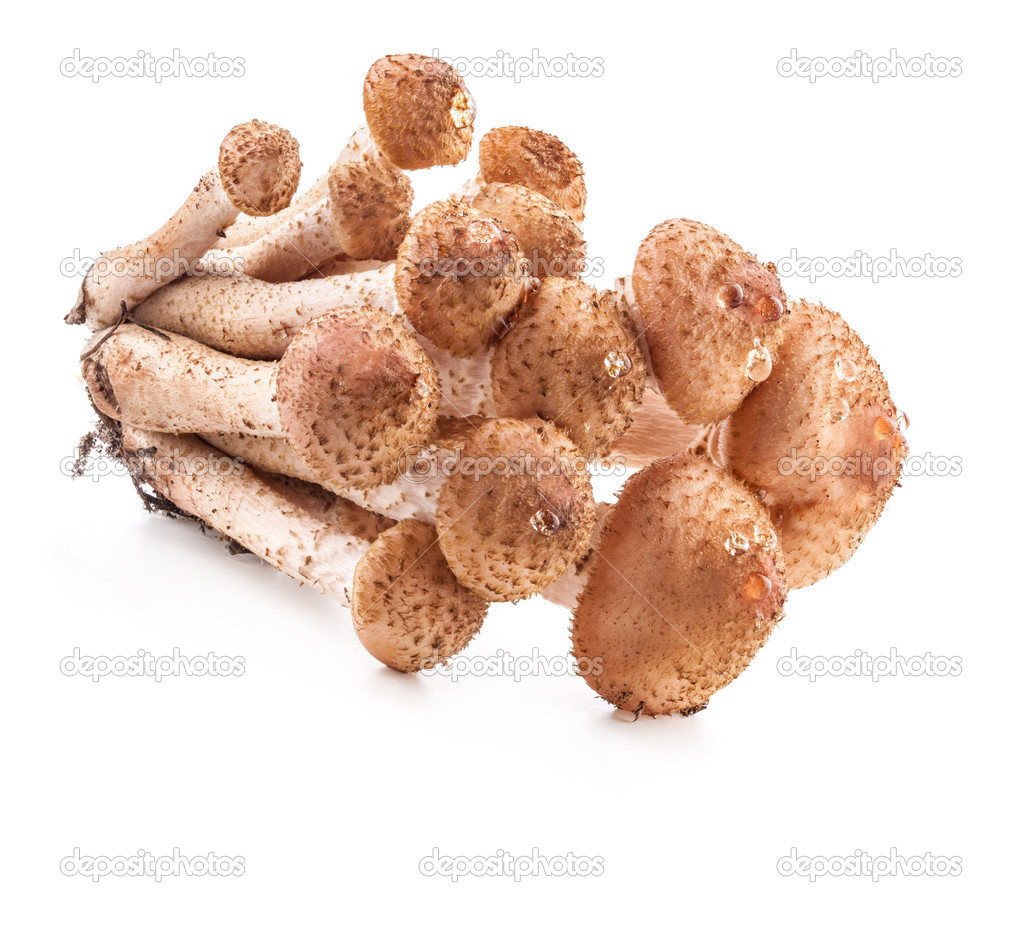 Mushrooms honey agarics (Armillaria mellea)