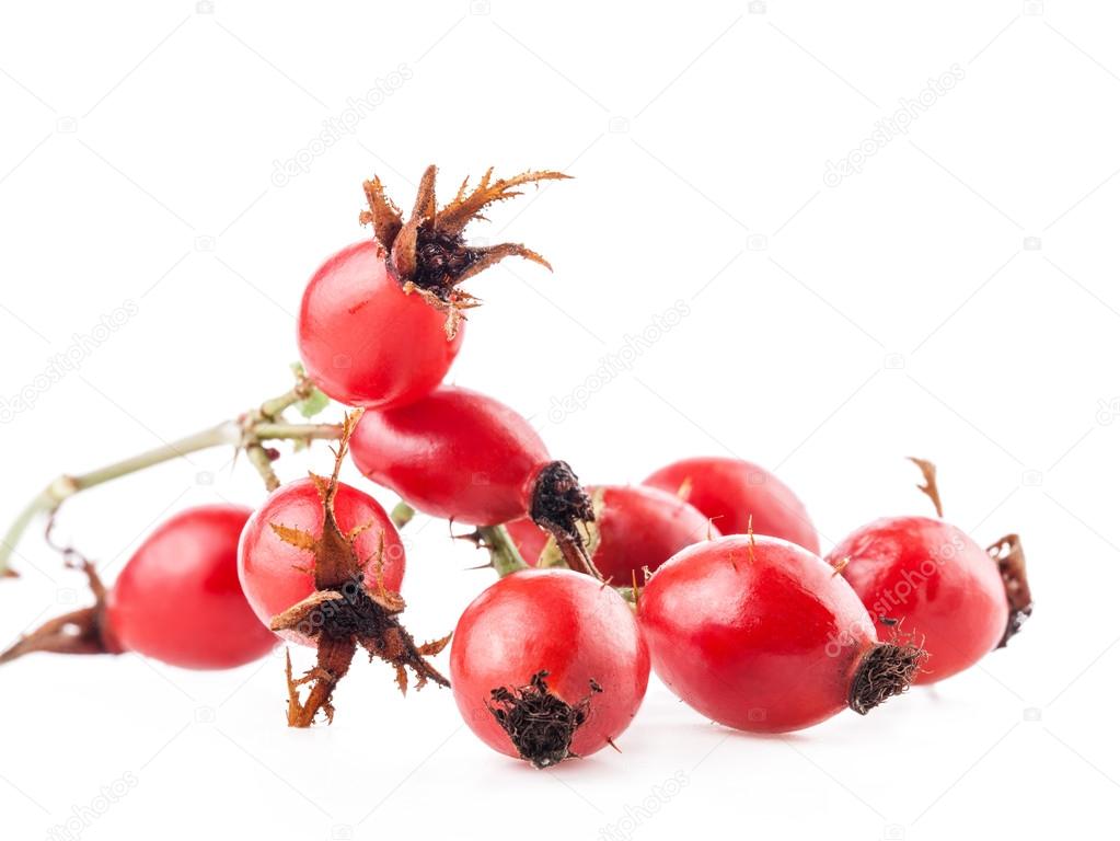 Rose Hips Stock Photo By C Msk Nina Rose Hips Stock Photo By C Msk Nina