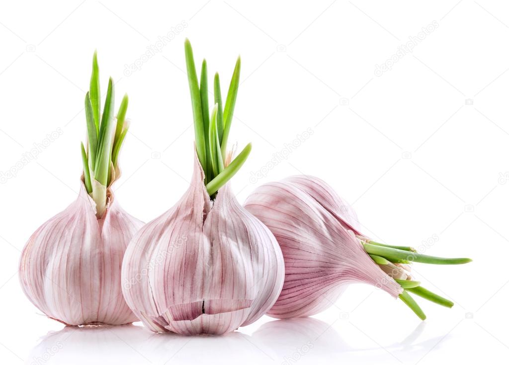 Three sprouted garlic bulbs