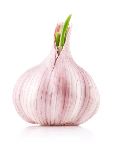 Knoblauch sprießen — Stockfoto