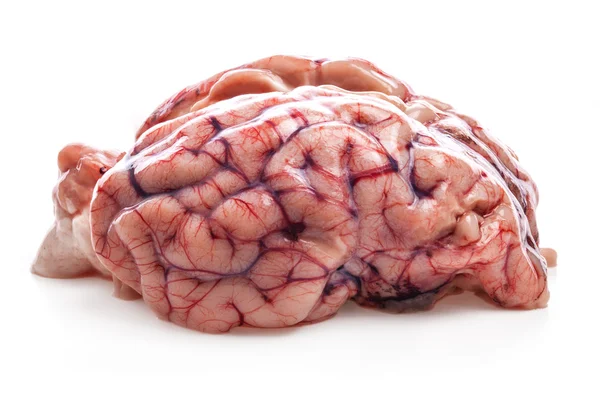 The sheep's brain — Stock Photo, Image