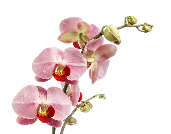 Flores de orquídea — Foto de Stock