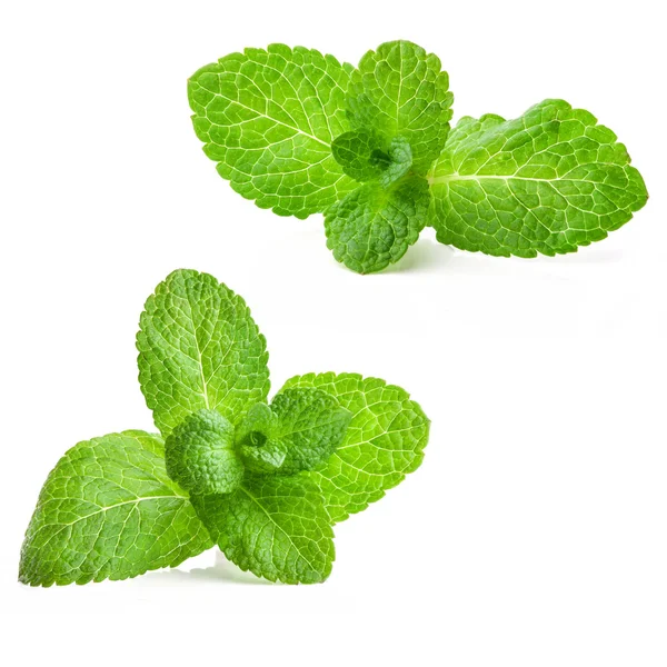 Fresh mint — Stock Photo, Image