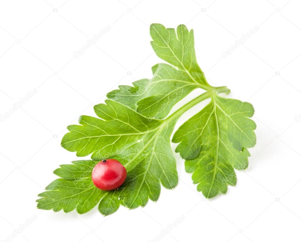 Parsley leaf with red peppercorn