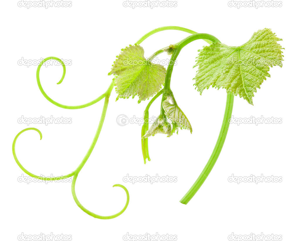 Fresh Green Grape Leaf