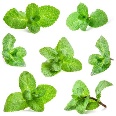 Collections of Fresh mint clipart