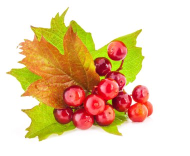 Viburnums