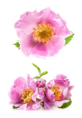 Dog rose (rosa canina) çiçekler