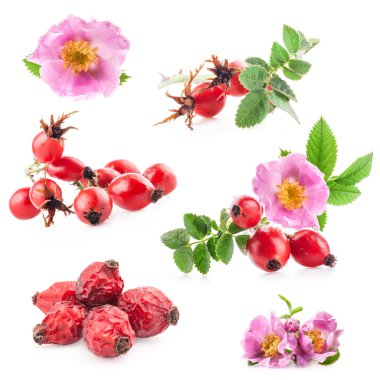 Rose HIPS (rosa canina) çiçekler ve meyveler