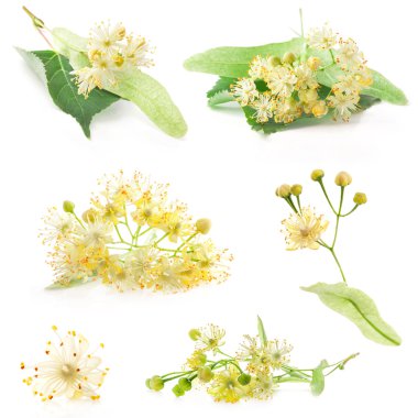 Collections of linden flowers clipart