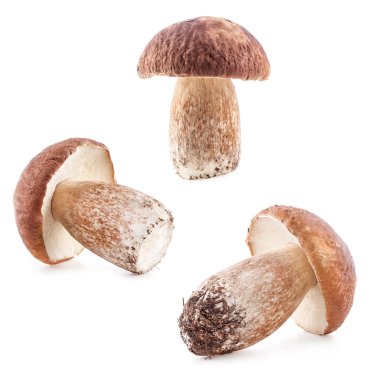 boletus mantarı toplama