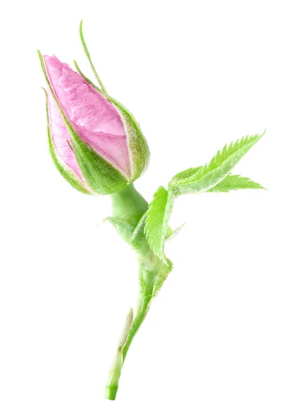 Bud de chá rosa flor — Fotografia de Stock