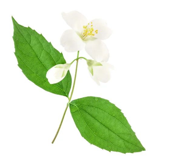 Jasminblüte — Stockfoto