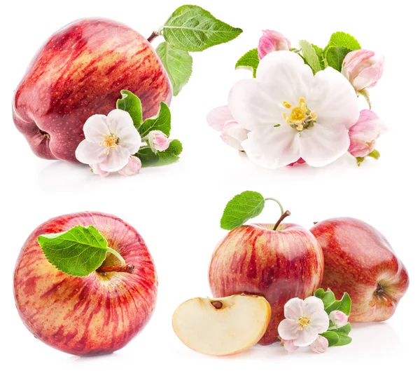 Sammlung von roten Äpfeln mit Blumen — Stockfoto