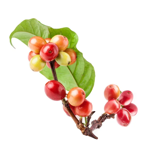 Red coffee beans on branch of coffee tree — Stock Photo, Image