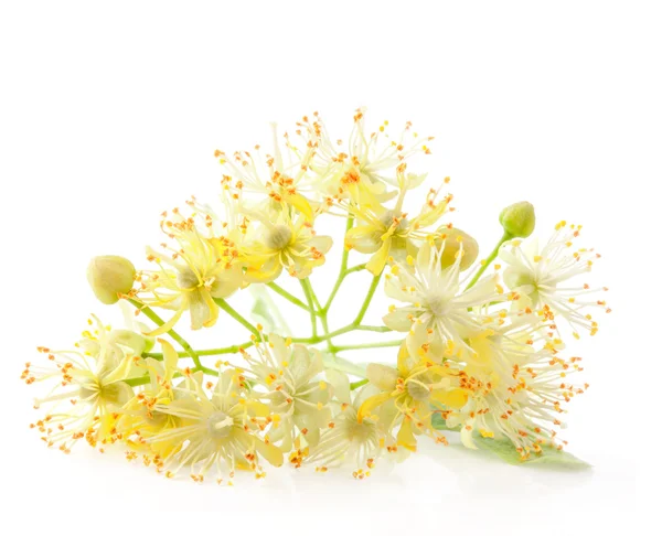 Linden bloemen — Stockfoto