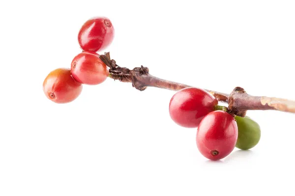 Los granos de café rojos en la rama del árbol de café —  Fotos de Stock