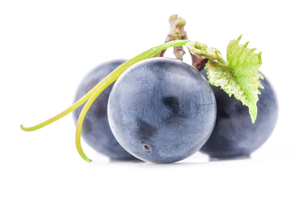 Ripe dark grapes with leaves — Stock Photo, Image