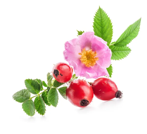 Rosa mosqueta (Rosa canina) flores y frutas — Foto de Stock