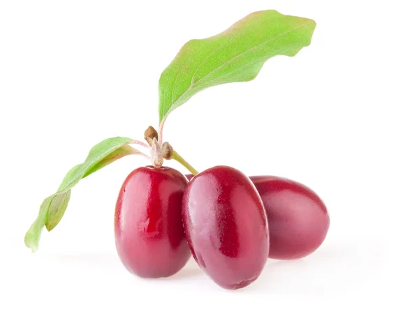 Cornel berry (kızılcık sopası) — Stok fotoğraf