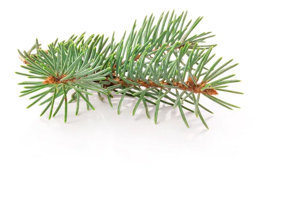 Twig of evergreen fir — Stock Photo, Image