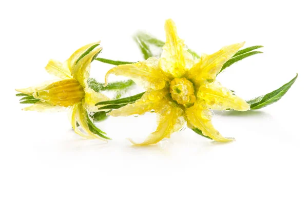 Tomaat bloemen en blad — Stockfoto