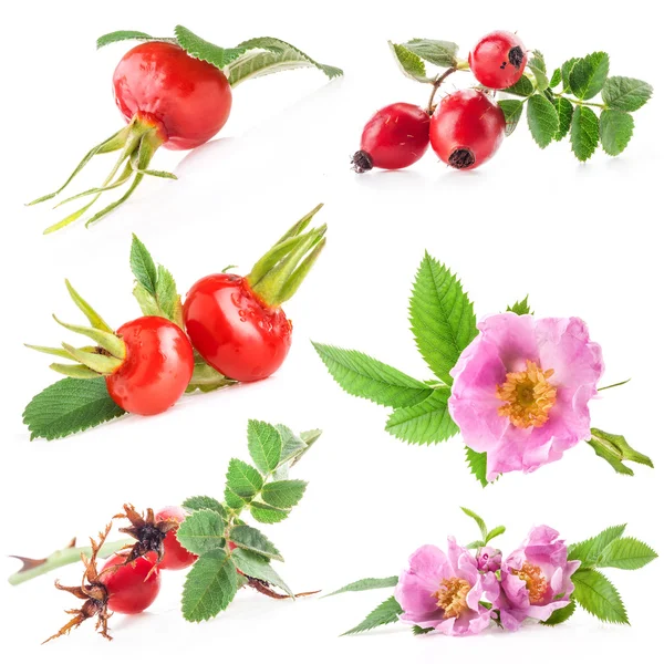 rose HIPS (rosa canina) çiçek ve meyve toplama