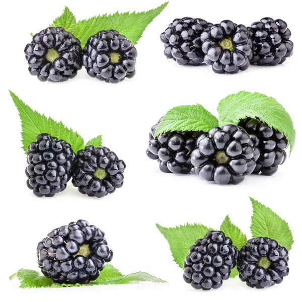 Συλλογές του blackberry με φύλλα — Φωτογραφία Αρχείου