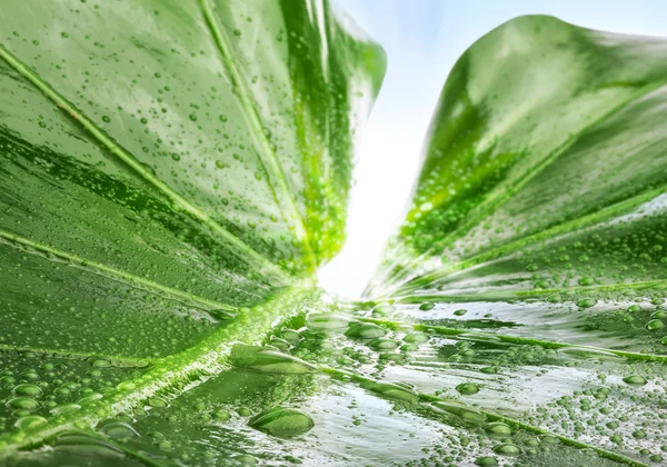 Green leaf with water drops — Stock Photo, Image