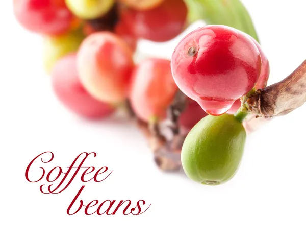 Red coffee beans on branch of coffee tree — Stock Photo, Image