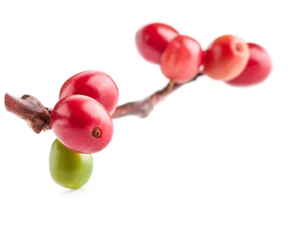 Kahve ağacı dalı üzerine Kızıl kahve çekirdekleri — Stok fotoğraf