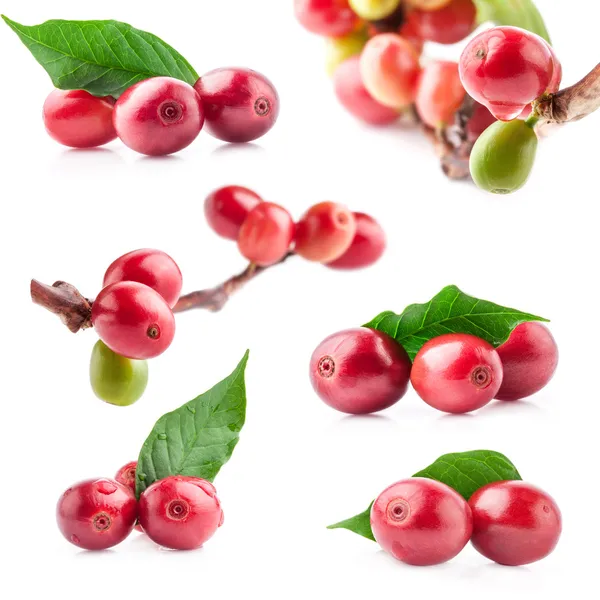 Collection of Red coffee beans — Stock Photo, Image