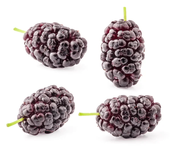 Collection of mulberry — Stock Photo, Image