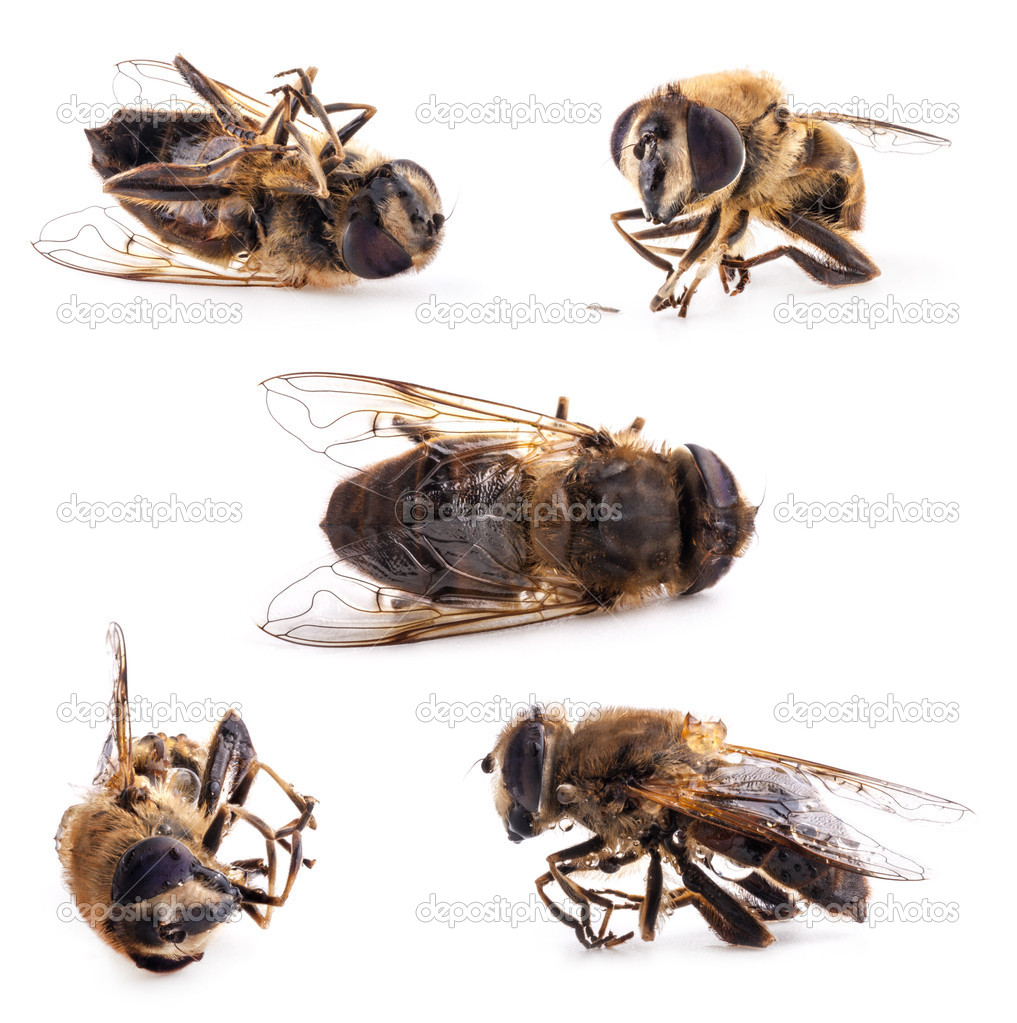Collections of Honey bee