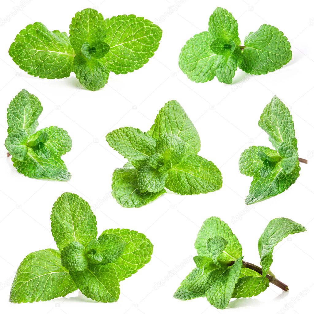 Collections of Fresh mint