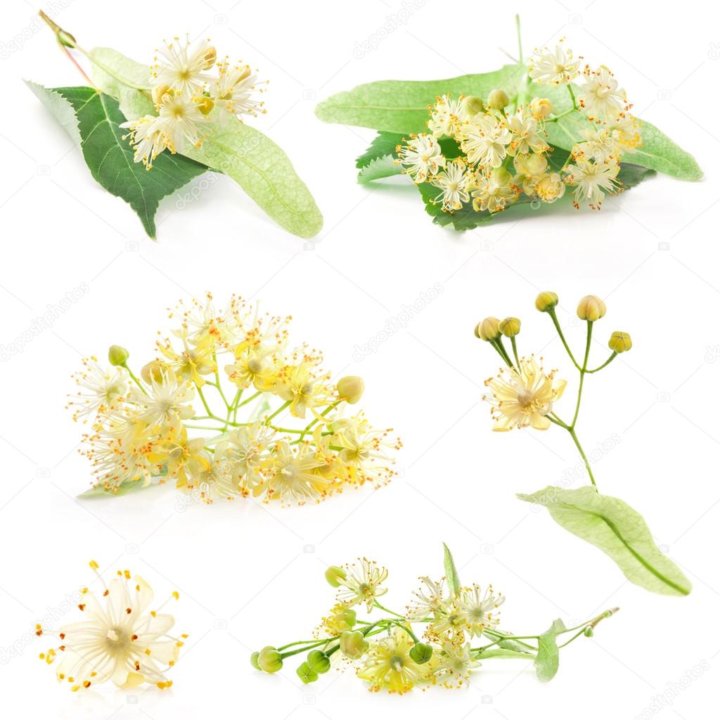 Collections of linden flowers