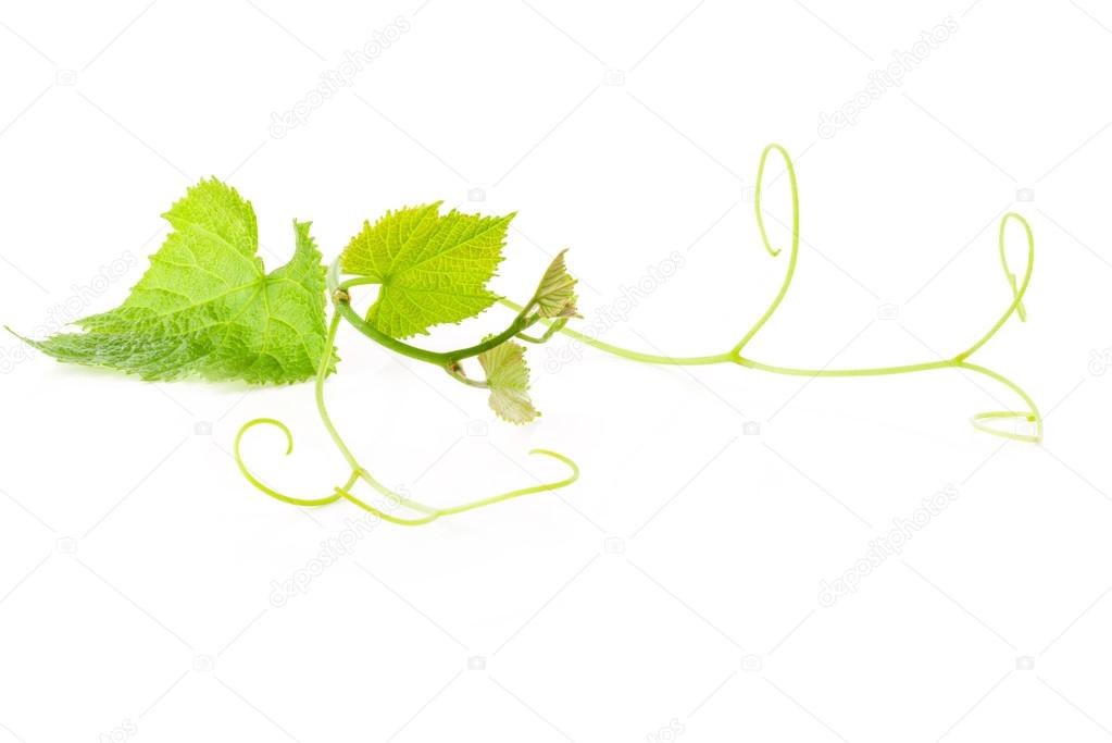 Fresh Green Grape Leaf