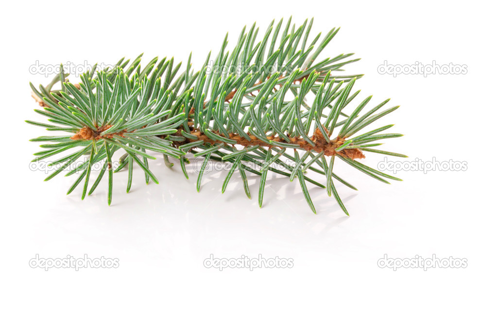 Twig of evergreen fir