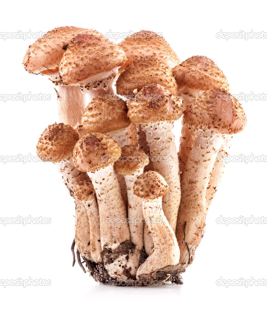 Mushrooms honey agarics