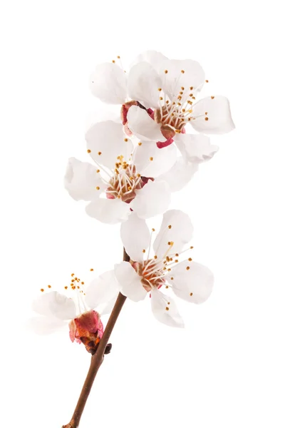 Apricot flowers — Stock Photo, Image