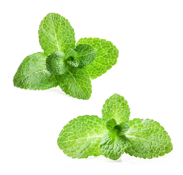 Fresh mint — Stock Photo, Image