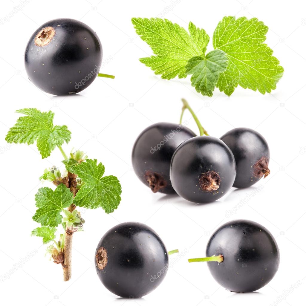 Collections of Black currant