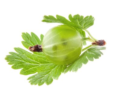 yaprak yeşil bektaşi üzümü