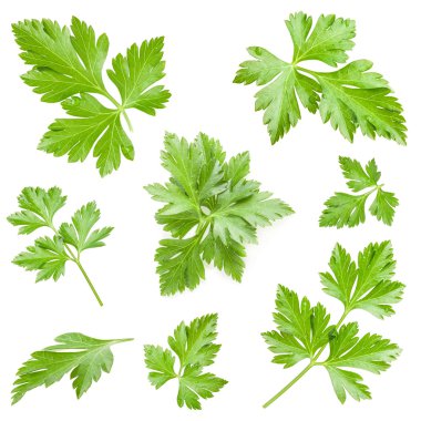 Collections of Parsley leaves clipart